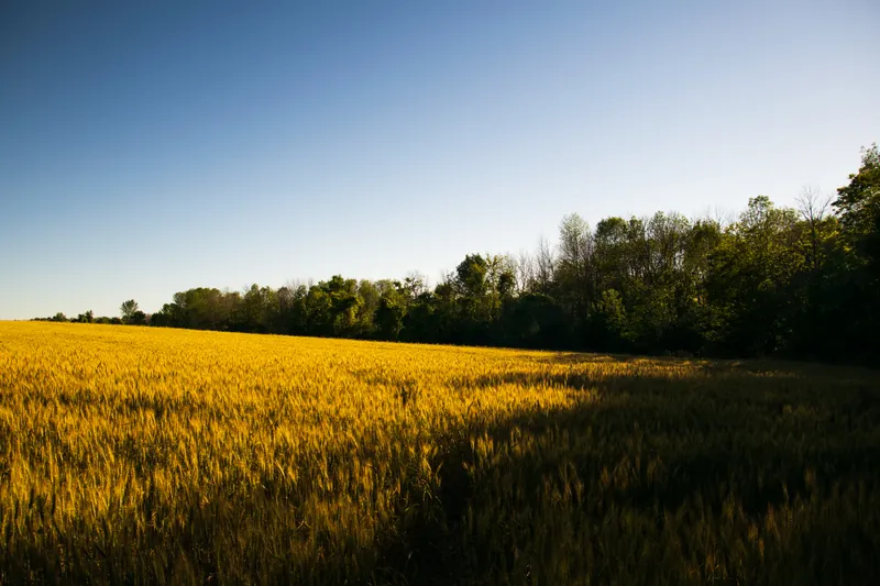 Summer sun, farmland, Wisconsin. 2018.
